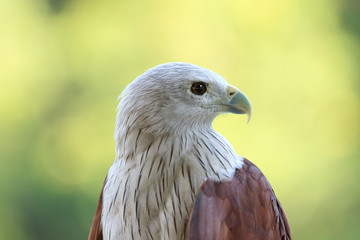 A Portrait of Brahminy Kite (Haliastur indus) Red-backed.