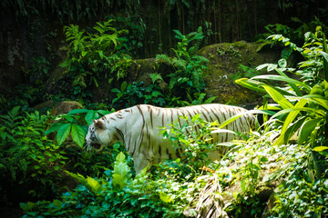 ジャングルに佇むホワイトタイガー