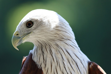 A Portrait of Brahminy Kite (Haliastur indus) Red-backed.
