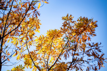 autumn branches with leaves on a blue sky background. Beautiful Autumn Background. natural texture
