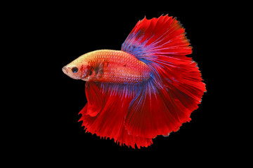 Red and blue tail  betta fish, Siamese fighting fish, betta splendens (Halfmoon betta, Pla-kad (biting fish) isolated on black background. File contains a clipping path.