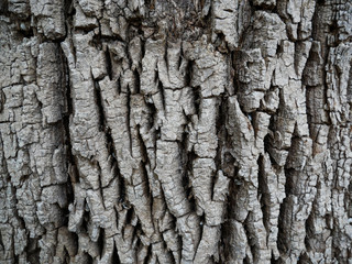 Close up of old dead tree bark for background or texture