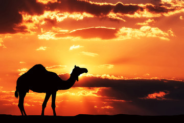Silhouette of a camel against a dramatic sunset.