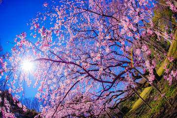 枝垂れ桜と晴天の青空