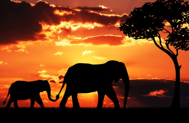 Fototapeta na wymiar Silhouette of elephant mother with baby.