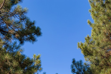 Christmas tree branches and needles on a background of blue sky.