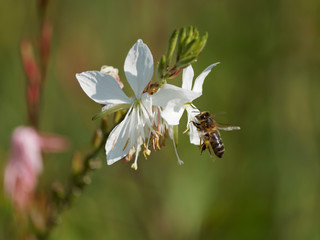 (Apis mellifera) Western honey bee hovering in front of a white Gaura flower