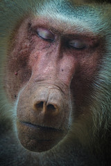 シンガポール動物園のマントヒヒのイメージ