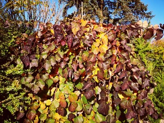 Herbst Efeu