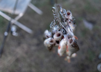 A lot of fish hanging perch caught by anglers in the Fish Stringer face down on the background of...