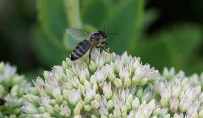 (Apis mellifera) Honey bee extracting and collecting nectar from a stonecrop