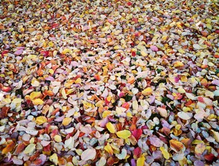 Herbst - buntes Laub