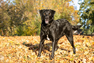 Black lab waiting eagerly to play fetch on a sunny fall afternoon.