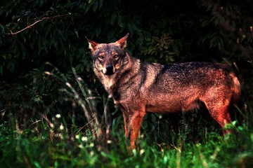 Wolf2