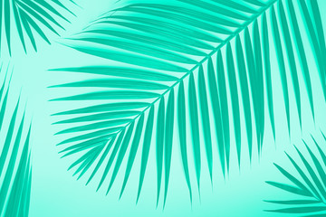 Fototapeta na wymiar Tropical palm leaves on mint background. Minimal summer concept. Trendy green and turquoise color. Creative flat lay with copy space. Top view green leaf on punchy paper