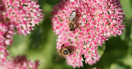 (Apis mellifera) Honey bee extracting and collecting nectar from a stonecrop flower - obrazy, fototapety, plakaty