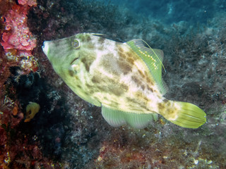 A Reticulated Filefish (Stephanolepis diaspros) in the Mediterranean Sea