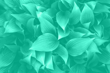 Nature concept. Top view. Green leaves texture in mint color. Trendy green and turquoise color. Tropical leaf background.