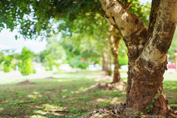 tree in forest park with space