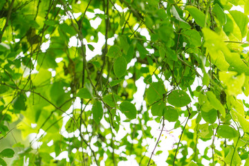 Fototapeta na wymiar fresh green leaf nature background 