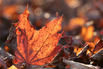 Close up of a backlit fallen maple leaf with a bokeh background.