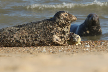 Naklejka premium A cute newly born Grey Seal pup, Halichoerus grypus, lying on the beach near its resting mother.