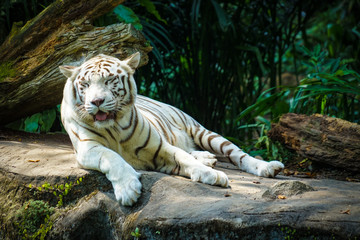 Fototapeta premium ジャングルに佇むホワイトタイガー