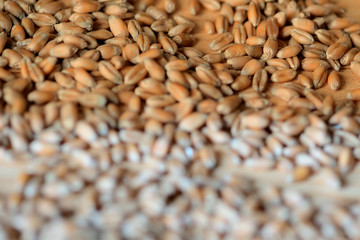 Wheat grains scattered on a wooden surface close-up. Toned background