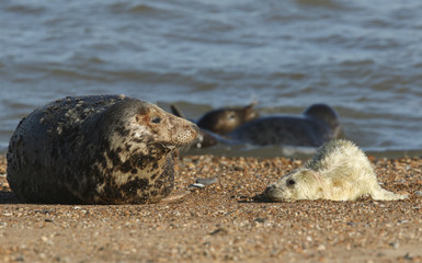 Naklejka premium A cute newly born Grey Seal pup, Halichoerus grypus, lying on the beach near its resting mother.