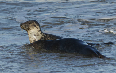 Two amusing Grey Seals, Halichoerus grypus, play fighting in the sea during breeding season.