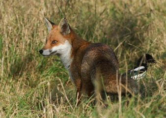 A magnificentl wild Red Fox, Vulpes vulpes, hunting for food in the long grass.