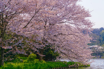 Fototapeta premium 満開の桜と日本庭園