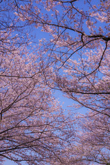 本牧山頂公園の満開の桜（横浜市）