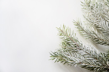 Fir branches in frost on a white background. The view from the top..