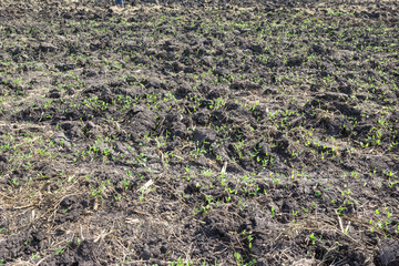 soil prepared for sowing