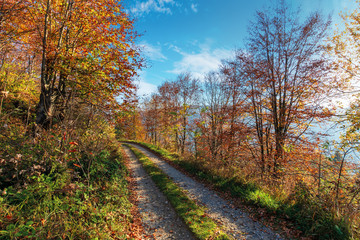 gravel road through autumn forest. path on the edge of a hill side. wonderful autumn weather at sunny forenoon