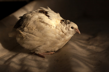 White texas quail in a poultry farm at sunset. Organic farming. Close-up.