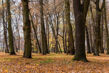 Obraz premium Jesień w Parku Lubomirskich, Białystok, Podlasie, Polska
