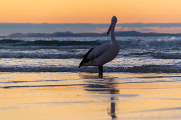 Naklejka premium pelican on the beach