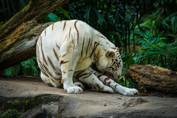 ジャングルに佇むホワイトタイガー