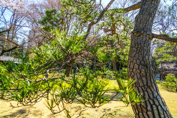 Fototapeta na wymiar 六義園（日本庭園）の樹木イメージ