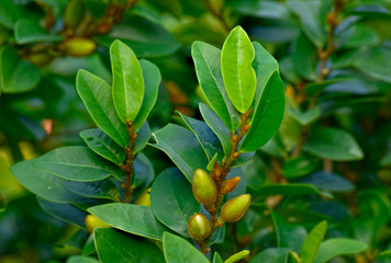 Obraz premium Beautiful green leaves Natural in the garden that looks fresh and comfortable to the eyes