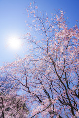 枝垂れ桜と晴天の青空