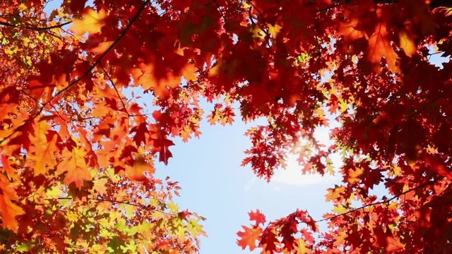 Multi colored tree leaves in autumn on sunny sky, fall colors in sunlight, high dynamic range video capture hdr