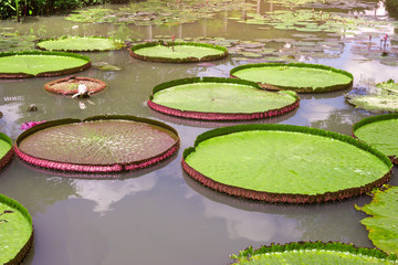 Victoria waterlily in the pool,Green leaves pattern