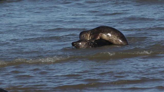 Two amusing Grey Seals, Halichoerus grypus, play fighting in the sea during breeding season.