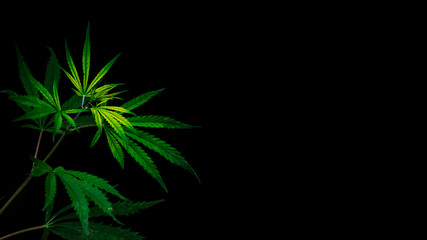 Open sheet of cannabis on a black background.Openwork sheet of hemp.Medicinal herb of the southern region.Light draws the texture of the sheet.Openwork, large, spicy leaf.Hemp thickets.