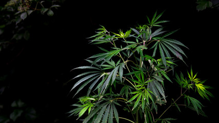 Open sheet of cannabis on a black background.Openwork sheet of hemp.Medicinal herb of the southern region.Light draws the texture of the sheet.Openwork, large, spicy leaf.Hemp thickets.