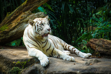 ジャングルに佇むホワイトタイガー