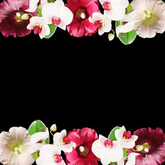 Beautiful floral background of mallow and orchid. Isolated